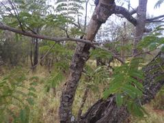 Albizia harveyi