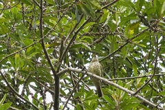 Oxyruncus cristatus