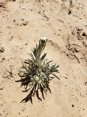 Oreocarya suffruticosa