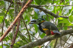 Selenidera maculirostris