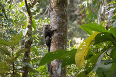 Callithrix flaviceps