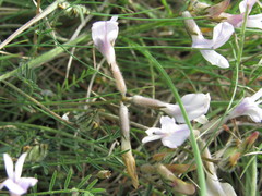 Astragalus corniculatus