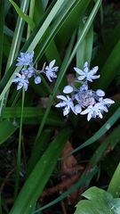 Hyacinthoides italica