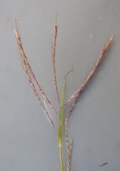 Bothriochloa insculpta