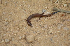 Ecpleopus gaudichaudii