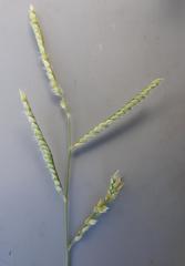 Urochloa trichopus
