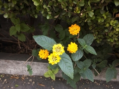 Lantana camara