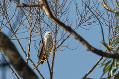 Buteogallus lacernulatus