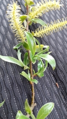 Salix