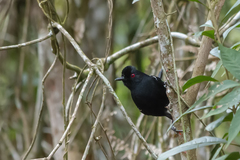 Pyriglena leucoptera