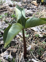Trillium erectum