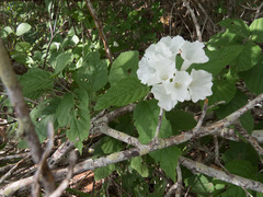 Varronia leucocephala