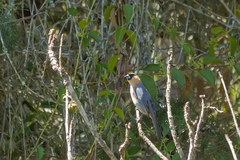 Schistochlamys ruficapillus