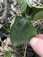 Trillium erectum