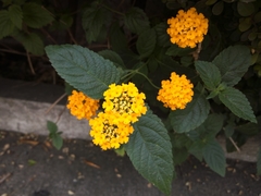 Lantana camara