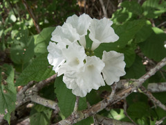 Varronia leucocephala