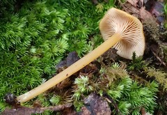 Entoloma unicolor