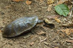 Hydromedusa maximiliani