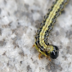 Cydalima perspectalis