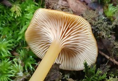 Entoloma unicolor