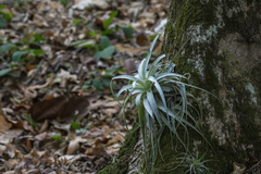 Tillandsia gardneri