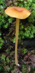 Entoloma unicolor