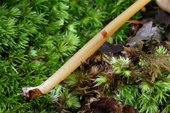 Entoloma unicolor
