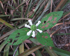 Varronia leucocephala