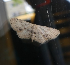Idaea dimidiata