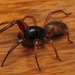 Araña de Saco de Cara Ancha - Photo (c) Michael Schmidt, algunos derechos reservados (CC BY-NC-SA)