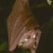 Zenker's Fruit Bat - Photo (c) Jakob Fahr, some rights reserved (CC BY-NC), uploaded by Jakob Fahr