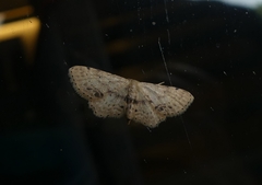 Idaea dimidiata