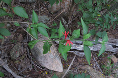 Justicia aequilabris