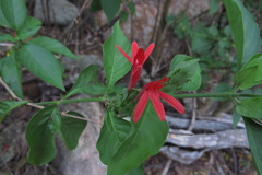 Justicia aequilabris