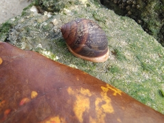 Pythia