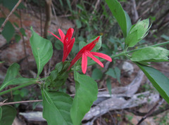 Justicia aequilabris