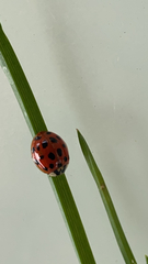 Harmonia axyridis