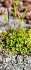 Tortula subulata