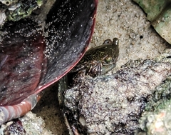 Metopograpsus frontalis