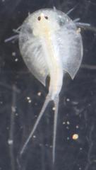 Triops granarius