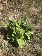 Veratrum californicum