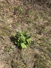 Veratrum californicum