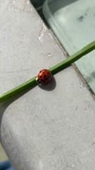 Harmonia axyridis