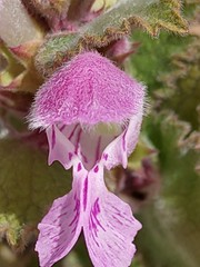 Lamium garganicum