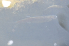 Pseudorasbora parva