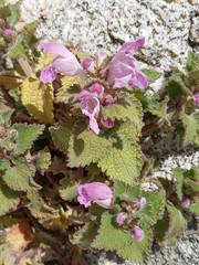 Lamium garganicum