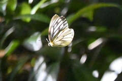 Pieris latouchei