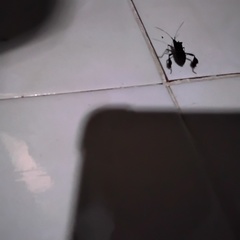 Leptoglossus gonagra