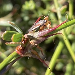 Lopidea marginata