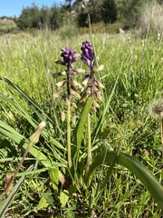 Bellevalia trifoliata